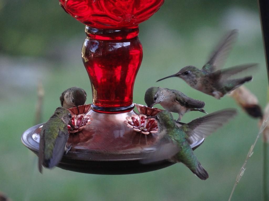 Whitebird Summit Lodge Grangeville المظهر الخارجي الصورة